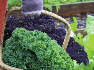 Use the cooler weather to your advantage by preparing your vegetable garden for edible seedlings.