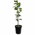 Plant Citrus Buddhas Hand 3.5l