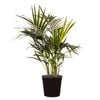 300mm Kentia Palm - Howea forsteriana