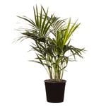 300mm Kentia Palm - Howea forsteriana