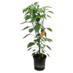 170mm Chilli Fire Flame Yellow - Capsicum annuum