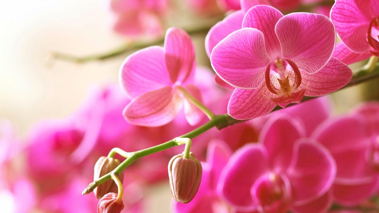 Wild orchids.