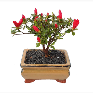 120mm Bonsai in Ceramic Pot