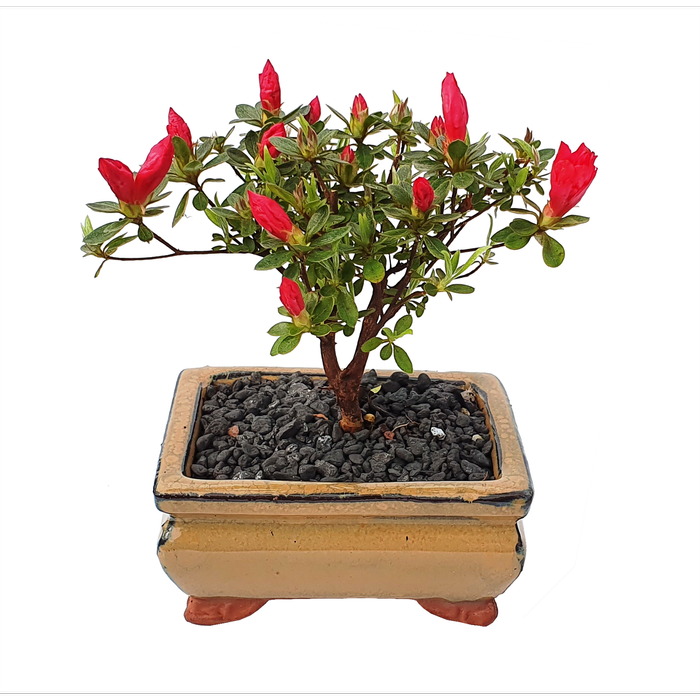 120mm Bonsai in Ceramic Pot