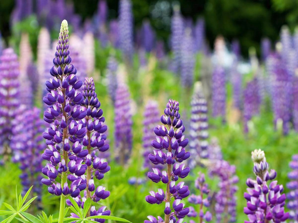 How To Grow And Care For Lupins - Bunnings Australia