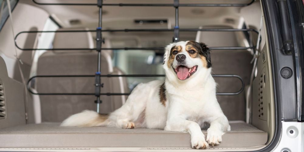 Petsafe- Carousel 14- Brand page