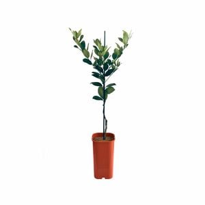 4L Lemonade Dwarf Grafted -  Citrus meyeri & citrus limon