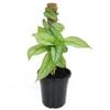 70mm Swiss Cheese Plant - Monstera siltepecana