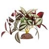 Tradescantia Green Silver With Ceramic Base