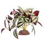 Tradescantia Green Silver With Ceramic Base