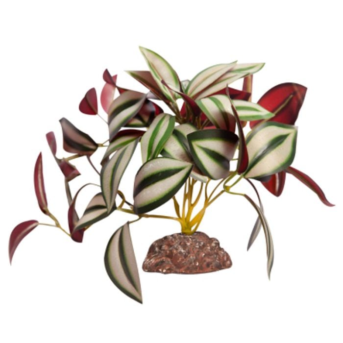 Tradescantia Green Silver With Ceramic Base