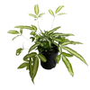 140mm Silver Ribbon fern - Pteris albo lineata