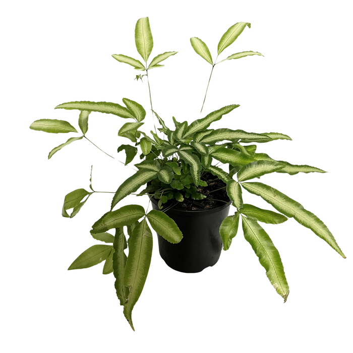 140mm Silver Ribbon fern - Pteris albo lineata