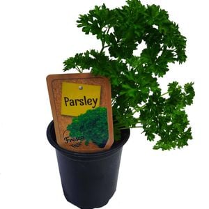 90mm Curled Parsley - Petroselinum crispum - Nudo Herbs