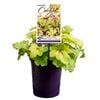 140mm Catching Fire - Heucherella