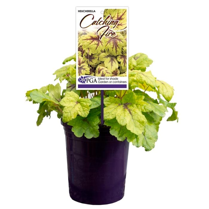 140mm Catching Fire - Heucherella