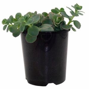 140mm Sedum Dragon - Sedum hybrid