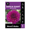 Bloomin Bulbs Dahlia Blue Edge - 1 Pack