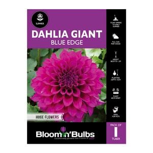 Bloomin Bulbs Dahlia Blue Edge - 1 Pack