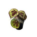 120mm Begonia Rock PBR - Begonia masoniana