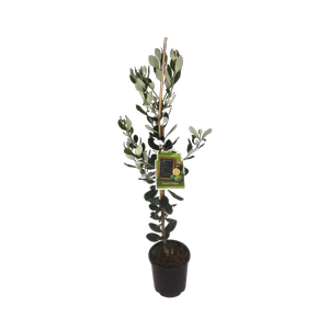 3L Feijoa Unique - Acca sellowiana - Incredible Edibles® Range