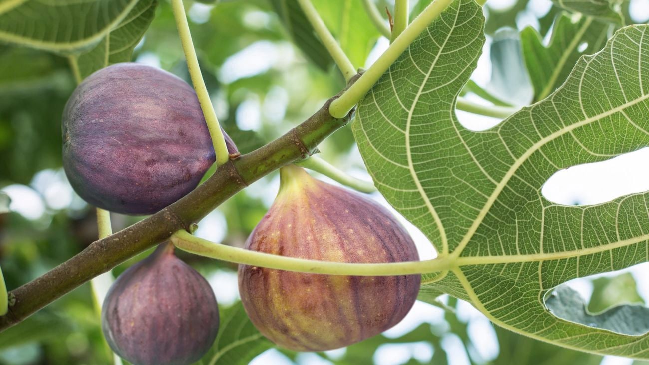 Close up of figs on a fig tree
