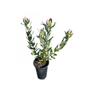 140mm Carnival Peach - Leucospermum formosum Hybrid