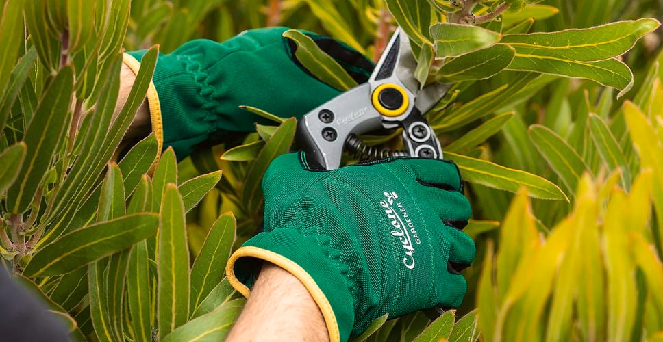 A person with secateurs trimming a plant