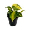 125mm Philodendron Brasil - Philodendron Hederaceum