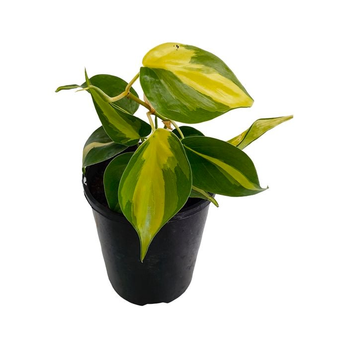125mm Philodendron Brasil - Philodendron Hederaceum