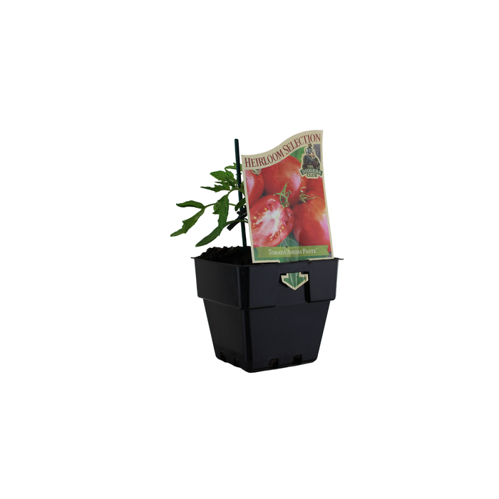 100mm Tomato Amish Paste - Solanum lycopersicum