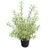 4L Variegated Kohuhu - Pittosporum tenuifolium Variegata