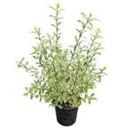 4L Variegated Kohuhu - Pittosporum tenuifolium Variegata