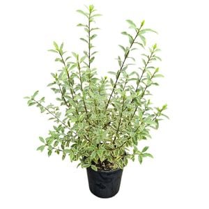 4L Variegated Kohuhu - Pittosporum tenuifolium Variegata