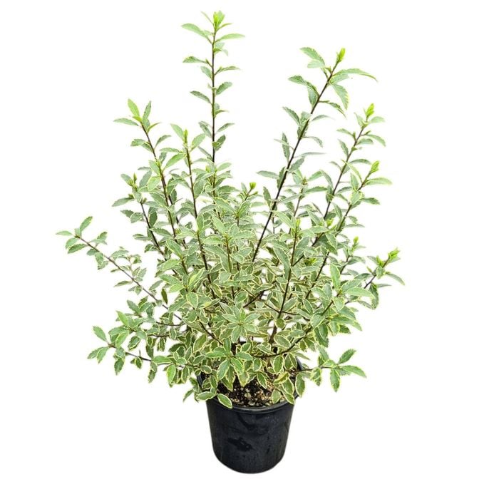 4L Variegated Kohuhu - Pittosporum tenuifolium Variegata