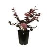 1.9L Loropetalum Fire Dance - Loropetalum chinense