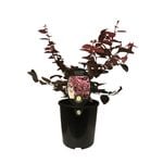 1.9L Loropetalum Fire Dance - Loropetalum chinense