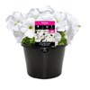 170mm Petunia White - Petunia hybrida