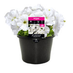 170mm Petunia White - Petunia hybrida