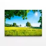 Meadow with Trees in the Sunshine  Print 100% Australian Made 150 x 100cm  (Stretched)