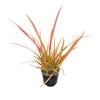 1.3L Jester Flax - Phormium jester 
