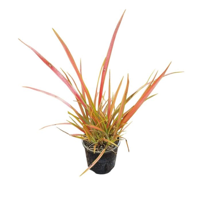 1.3L Jester Flax - Phormium jester 
