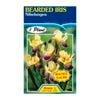 Fiesta Flower Bulbs Iris Germanica Nibelungen Bulb