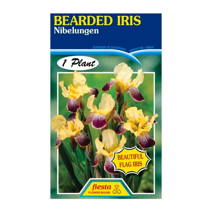 Fiesta Flower Bulbs Iris Germanica Nibelungen Bulb