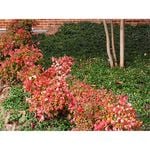 140mm Dwarf Nandina - Nandina domestica Nana