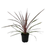 2.5L Cordyline Can Can - Cordyline australis