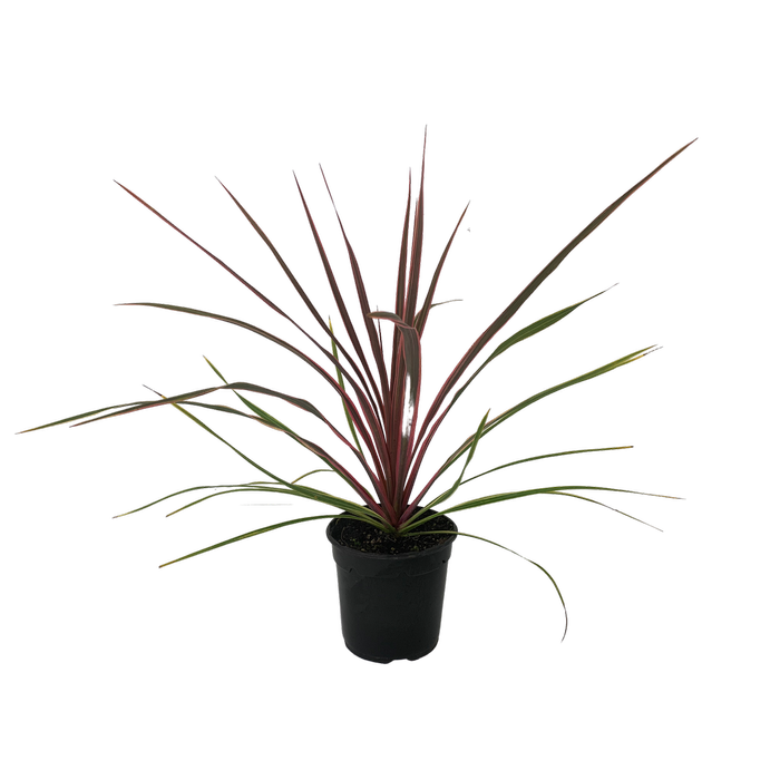 2.5L Cordyline Can Can - Cordyline australis