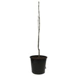 "250mm Ash Claret - Fraxinus oxycarpa 'Raywoodii'