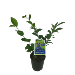 1.9L Blueberry Burst - Vaccinium ashei - Incredible Edibles® Range