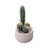 130mm Cactus Garden Designer Bowl 